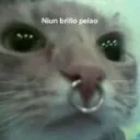 N_STLK'z